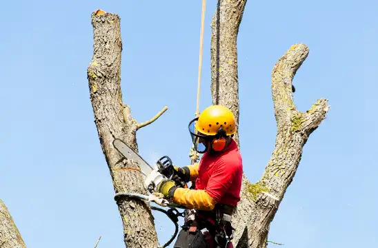 Pratiques Respectueuses de l'Environnement à Cadaujac 33140 33