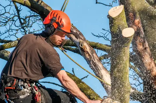 Sécurité Optimale pour l'Abattage d’arbres